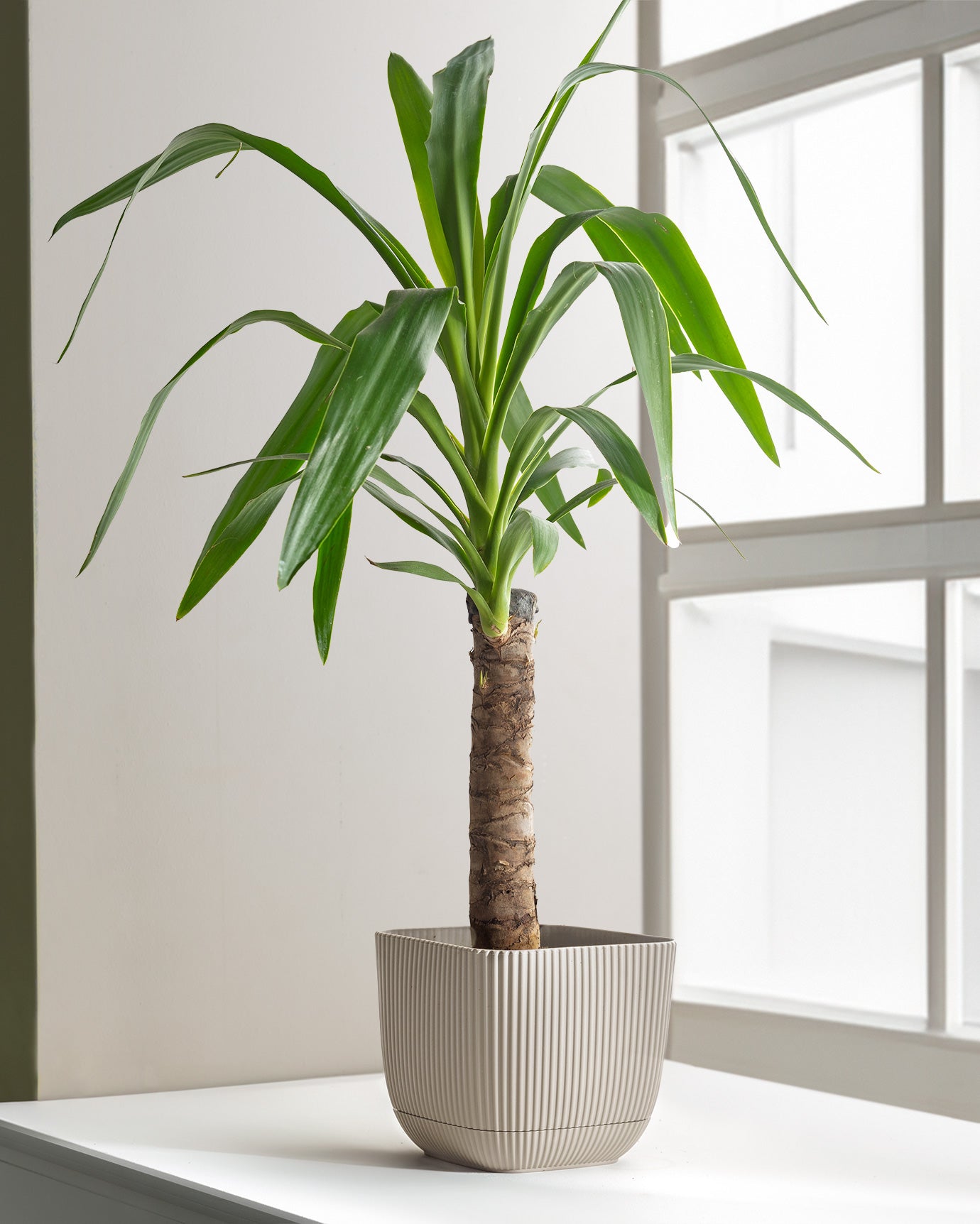 Abella  Flower Pot 1800 Ml - Madame Coco JO