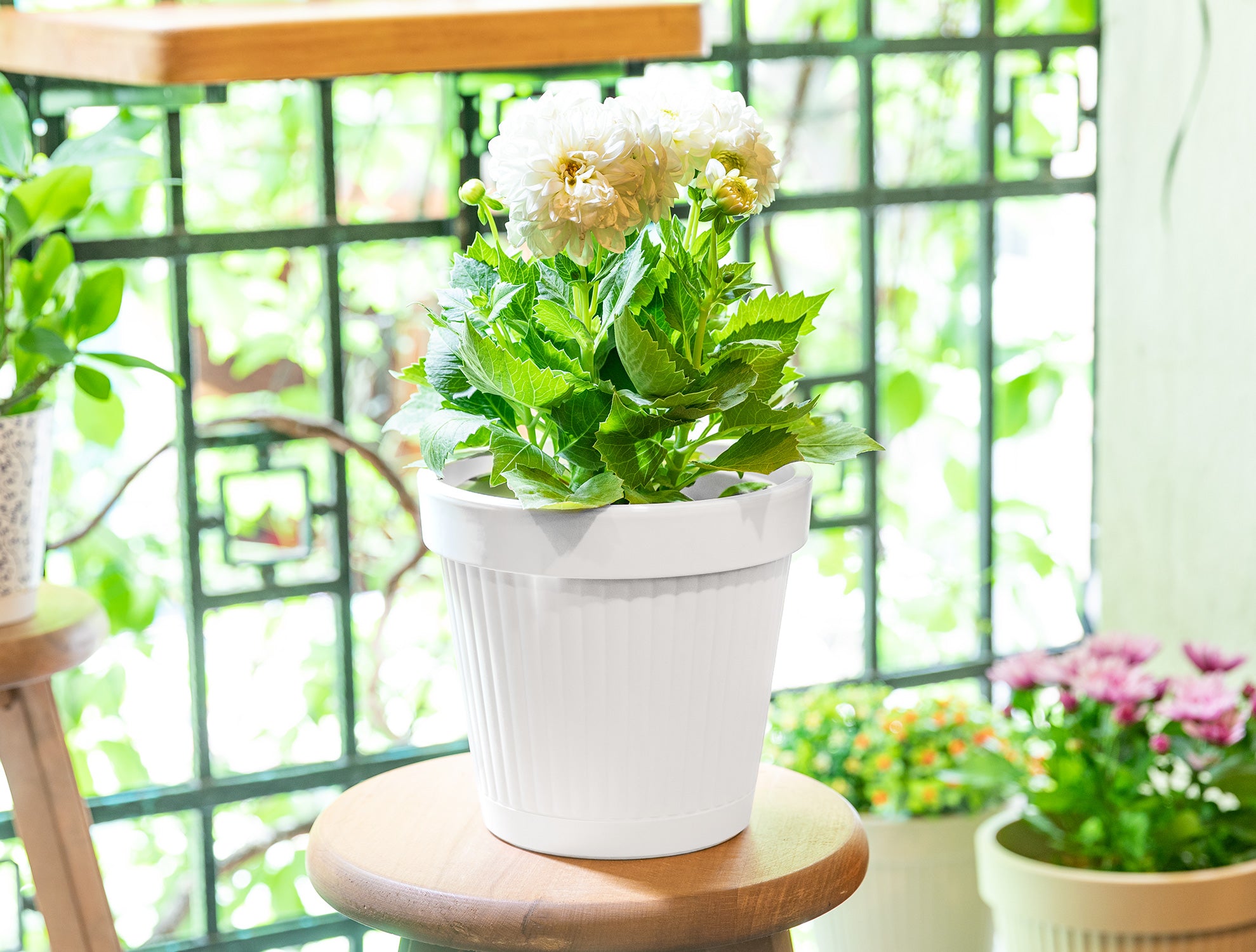 Jolie Flowerpot 3750 Ml - Madame Coco JO