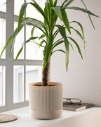 Sanvi Flower Pot 4000 Ml - Madame Coco JO