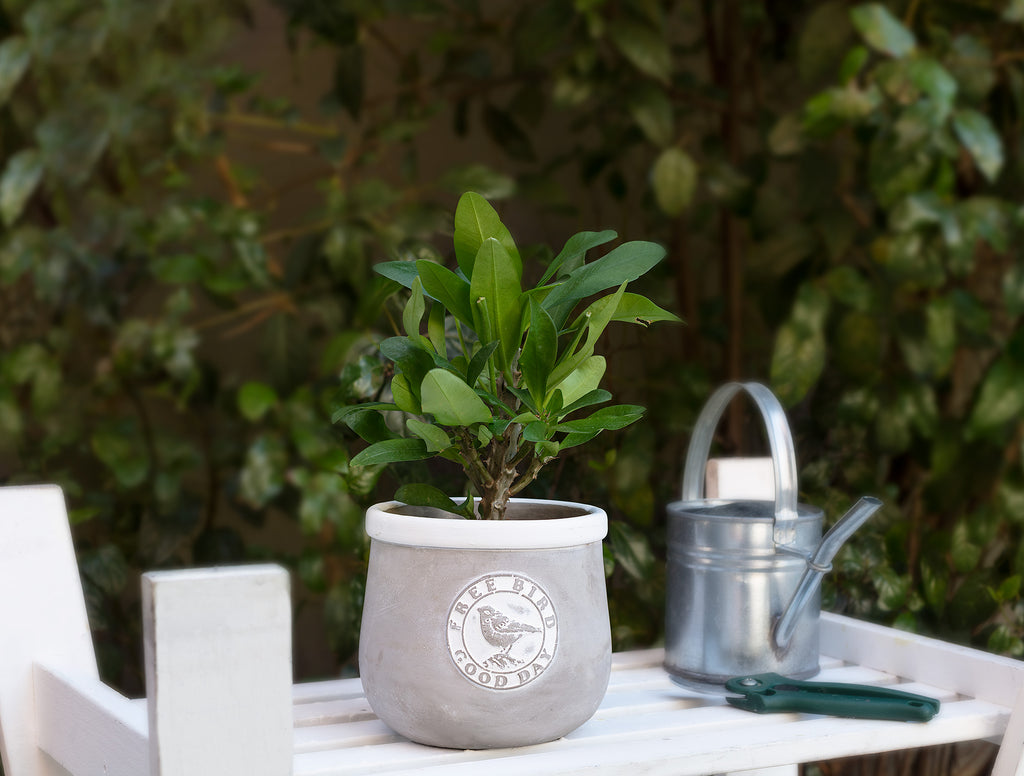 Aimé Medium Pot - Madame Coco JO